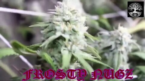 T BIRD AND REDS L MANDO 420 SEED TO HARVEST VID @TBirdAndReds @lmando4209 #SEEDTOHARVEST