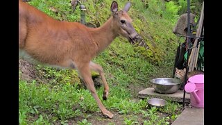 Thirsty kitten drinks water out of the deer bowl