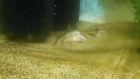 Live fish for my northern pike by PIRANHA FISH AND FRIENDS