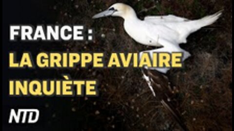 France la grippe aviaire inquiète ; Chine-Russie les échanges commerciaux s'accélèrent