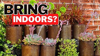 How To Bring Houseplants Indoors Risk Free!!