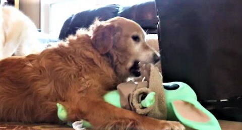 Funny Golden Retriever Dog Attacks Baby Yoda!