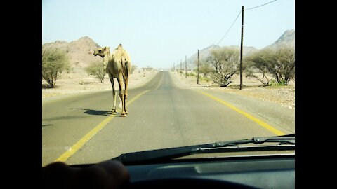 Runaway Camel at Camel Market