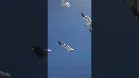 Seagulls!