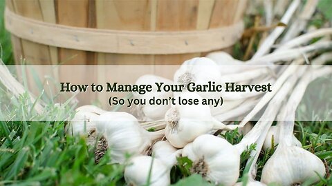 How to Manage Your Garlic Harvest So You Don't Lose Any