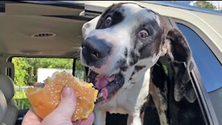 Funny Face Dogs Love Burger & Chicken Treats