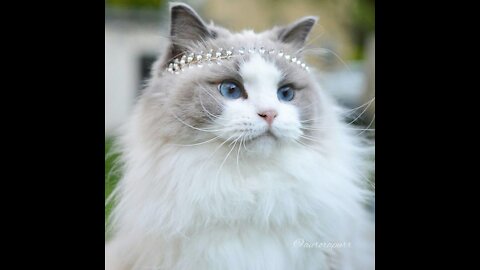 beautiful cat Birman