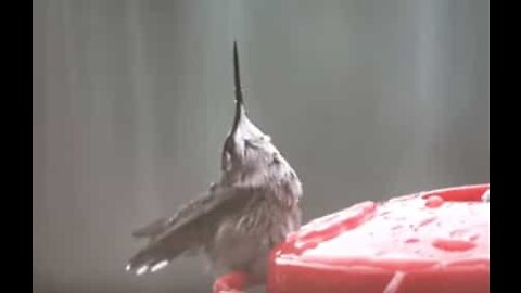 Ce colibri profite d'une averse estivale