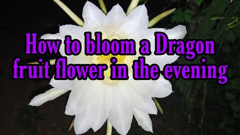 How to blooming dragonfruit flower