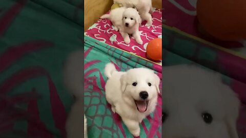 Puppy play time! #greatpyreneespuppies