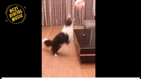 Funny Videos of Dogs, Cats, Other Animals, Dog Playing Ball