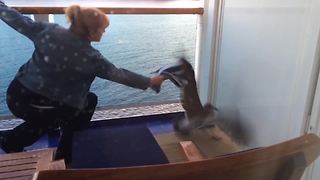 Seagull Gets Stuck On Cruise Boat