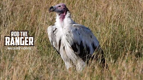 Super Rare Leucistic Lappet-faced Vulture | Lalashe Maasai Mara Safari