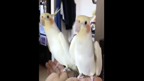 A parrot to dance to a song in a wonderful way