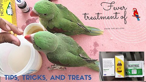 Parrots fever symptoms and treatment medicine |Tota ke Bukhar ka lakshan or ilaaj ! babyparrotfever