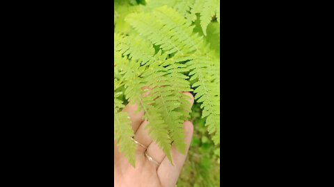 Forest fern