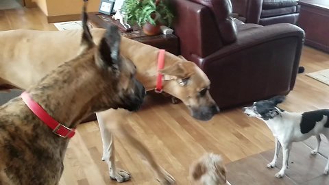 House full of dogs all howl simultaneously