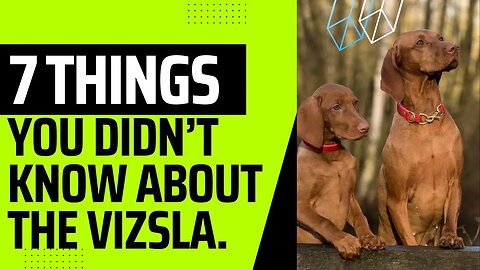 Seven ​Things You Didn’t Know About The Vizsla.
