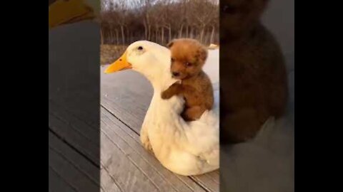 Puppy Gets A Ride From Duck