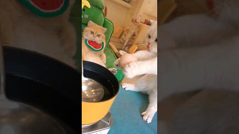 Amazing Funny Video #funny #reels #cat #cats #funnyvideo #shortvideo #shortsfeed #viral #comedy #dog