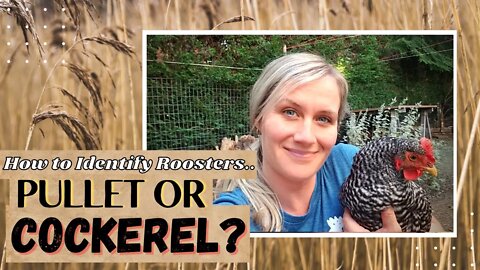 How to Identify Rooster vs Hen | Rooster or Hen How to tell | Pullet or Cockerel