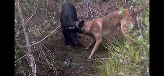 Malinois Hog Hunting