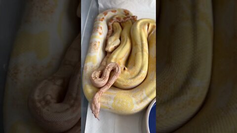 2 Beautiful Boa Constrictor Snakes Of Mine! 🤩🐍