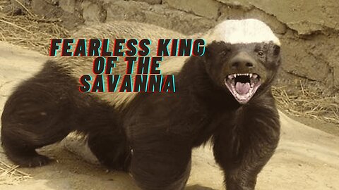 The Honey Badger: Fearless King of the Savanna!🤔🤔🤔#wildlife #animals.