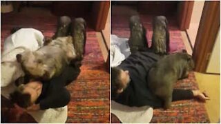 Wombat scambia essere umano per un letto