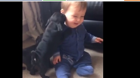 Baby finds pug puppies extremely amusing