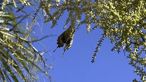 Giant Swallowtail June 25 2024🦋🦋