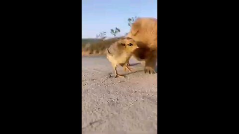 Funny animals 😊😋😎funny moments 😋😎😋