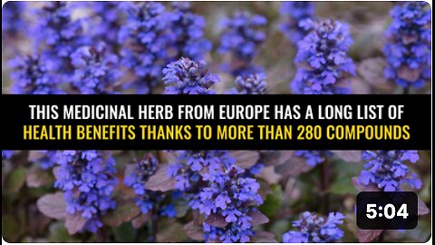 This medicinal herb from Europe has a long list of health benefits thanks to more than 280 compounds