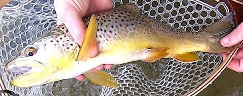Winter Fly Fishing - North Fork Gunnison River Revised
