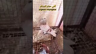 أنثى حمام المسافر | pigeon voyageur