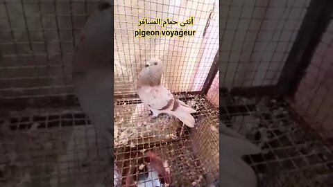 أنثى حمام المسافر | pigeon voyageur