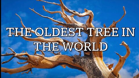 The oldest tree in the world￼
