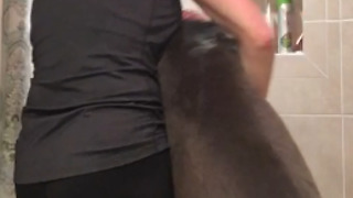 Stubborn Great Dane Wants To Take A Rain Check On Bath Time