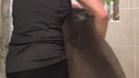 Stubborn Great Dane Wants To Take A Rain Check On Bath Time