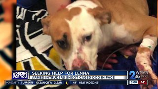 Dog fighting for her life after being shot in the face