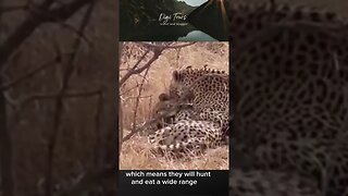 "Why Would a Leopard Hunt a Cheetah? Explained"