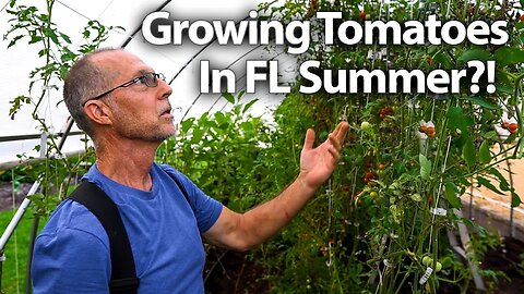 🍅 How He grows Tomatoes in the Summer.. IN FLORIDA! (Part 1) #gardening #trending #permaculture