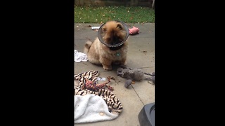 Puppy somehow gets bowl stuck on head