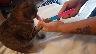 Kitty Pet-i-cure