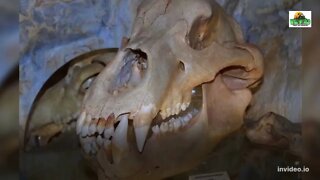 Cave bears went extinct, but why?