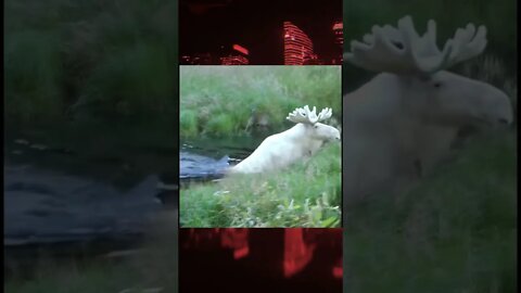 Rare Footage of a White Moose