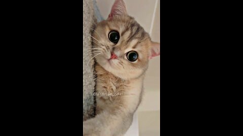 Cute cat videos ❣️