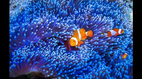 The beautiful and enchanting Blue Coral on your screens
