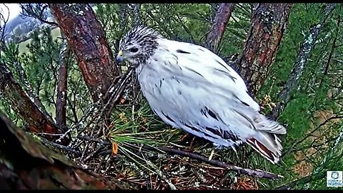 Angel Tidies Up The Nest 🌲 02/25/23 12:54