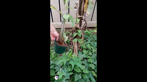 Baby Banana plant transplant!